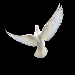 White Dove Flying with Wings Spread &ndash; Back View on Black Background &ndash; Glowing Line Art