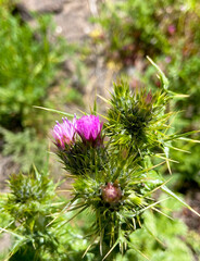 Carduus tenuiflorus or Cardo, Spiny Plumeless thistle plant with purple flowers in Tenerife,Canary Islands,Spain.Selective focus.