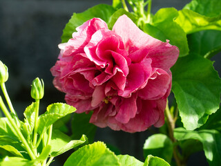pink multi layer hibiscus flower