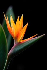 Obraz premium Vibrant Bird of Paradise Bloom