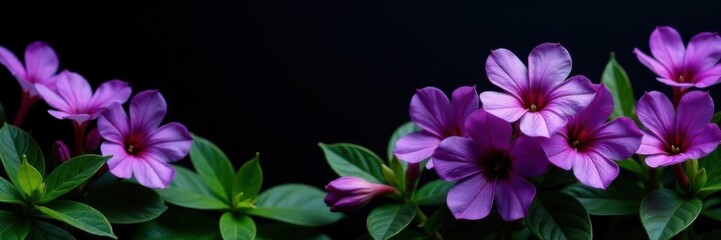 Obraz premium Vibrant purple blooms, lush green foliage, stark black backdrop, stem, detail