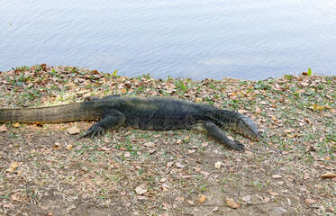 Monitor lizard in Lumpini Park, Bangkok