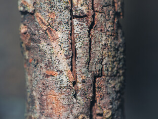 Close-up depicts the intricate patterns and textures of tree bark in natural light.