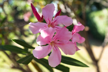 Vibrant Pink Oleander Flowers in Full Bloom. This vibrant floral display highlights the beauty of ornamental plants, perfect for garden enthusiasts, landscaping inspiration, or nature lovers
