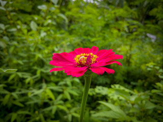 CloseUp of Bright Pink Zinnia Flower with Green Leafy Background