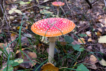 Red fly agaric among the fallen leaves on autumn forest, close-up. Poisonous mushroom. Amanita Muscaria fungus for publication, poster, screensaver, wallpaper, cover, post. High quality photo