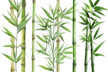 Fresh Bamboo Collection