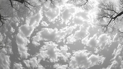 Cloudy Sky with Bare Trees, and Monochrome.