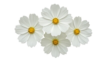 Obraz premium White Cosmos Embrace