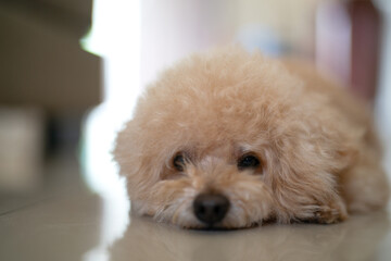 Adorable toy poodle lying on shiny floor with fluffy fur, big round eyes, and a curious expression...