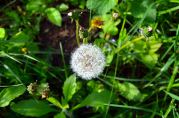 dandelion on green grass