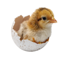 Newborn chick emerging from eggshell in springtime on a transparent background, cut out