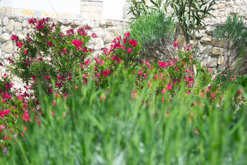 Interesting floral background from the garden