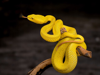 a snake wrapped around a tree