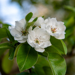 Pear tree double-flowered blossom, amazing white flowers. Blooming fruit tree branch. Spring green foliage. Yellow stamens with pollen. April in the garden, close-up.