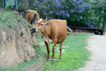 cows in a farm (Jacaranda Background)