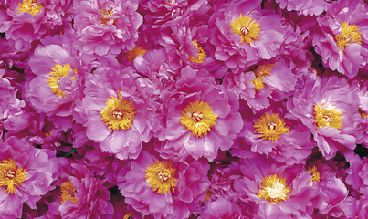 Vibrant pink peonies in full bloom, creating a lush floral background. Perfect for springtime, wedding, or floral designs.