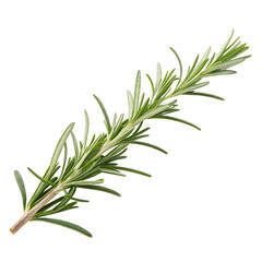 Fototapeta premium Rosemary sprig isolated on a transparent background 