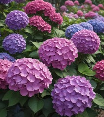 Fototapeta premium Vibrant hydrangeas, colorful blooms, garden decor, outdoor, picture