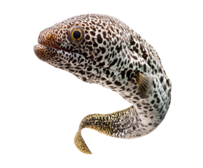 Unique spotted eel swimming gracefully in clear water environment on a transparent background, cut out