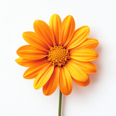 Vibrant orange flower on white background