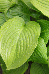Obraz premium Background of Rain water droplets on green leaves of hosta plant, after raining. freshness concept.