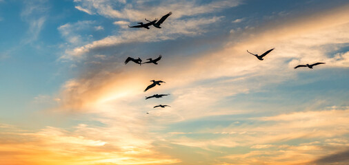 Fototapeta premium Pelican flying during migration. Bird flying in formation. Birds migration. Flock of pelican bird. Migration of migratory birds. Flock of migrating Pelican flying in formation. Pelican flying in sky
