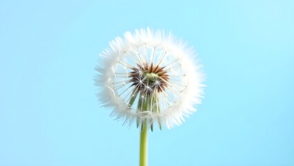 Obraz premium dandelion on blue background, dandelion on blue, dandelion on blue sky, 