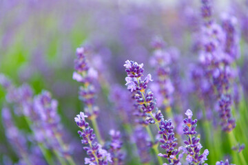 Naklejka premium Purple lavender. Lavender flower in summer. France Provence field. Purple lavender bloom in nature. Composition of nature. Summer blooming flower. Blooming flower field. Field of lavender