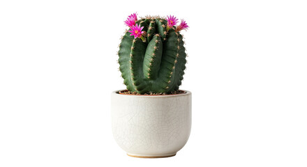 Colorful Pink Flowering Cactus in a White Pot for Home Decor and Indoor Gardens