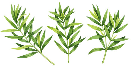 Fototapeta premium Watercolor Illustration Showcases Three Sprigs Of Fresh Thyme Leaves Painted With Delicate Detail And Soft Natural Tones Evoking A Sense Of Culinary Freshness And Botanical Artistry