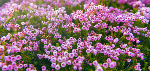 Pink mountain heather meadow flower. Meadow with wildflower of mountain heather flower in nature. Summer nature. Flowering plant. Flower in nature. Floral heather blossom