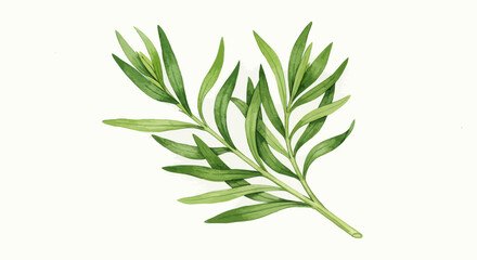 Fototapeta premium A Delicate Watercolor Painting Showcases A Sprig Of Tarragon Its Slender Pointed Leaves A Vibrant Green Evoking A Sense Of Freshness And Natural Beauty Against A Clean White Background
