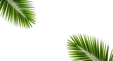 Lush green palm leaf isolated on a white background. Tropical coconut palm fronds casting shadows. Evergreen plant foliage, clip art for summer design elements, cut out, PNG 