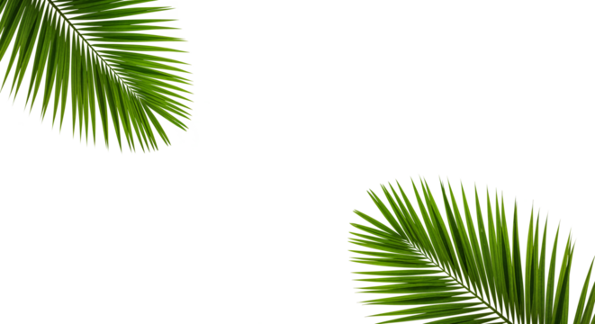 Lush green palm leaf isolated on a white background. Tropical coconut palm fronds casting shadows. Evergreen plant foliage, clip art for summer design elements, cut out, PNG	