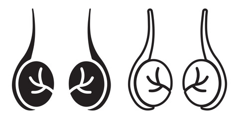 Human Testicle Icon Collection. Male reproductive organ anatomy collection. Reproductive system.