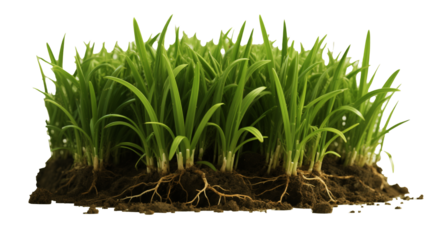 Grass, Soil Roots, Fresh Green Plant Isolated On White Transparent Background PNG Object Cut Out Social Media Modern Minimal Editable Banner Label Poster 4K Download