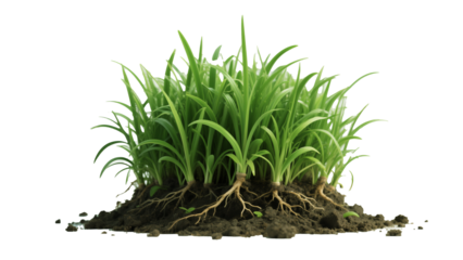 Grass, Soil Roots, Fresh Green Plant Isolated On White Transparent Background PNG Object Cut Out Social Media Modern Minimal Editable Banner Label Poster 4K Download