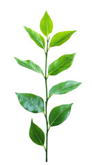 Fototapeta premium Close-up of plant stem with leaves