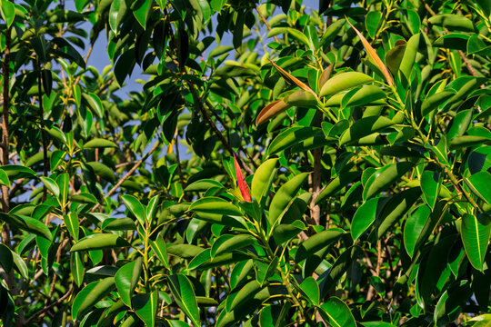 Foliage loaded with elastic ficus with new shoots.