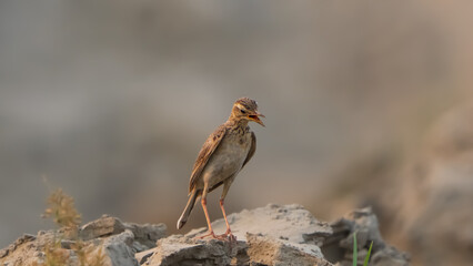 The Paddyfield Pipit is a small brown songbird found in open grasslands and fields, known for its streaked plumage, upright stance, and melodious calls.
