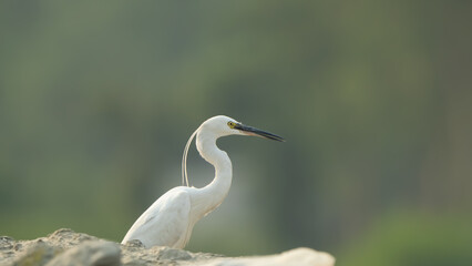 The Little Egret is a graceful white wading bird with black legs, yellow feet, and a slender black bill, commonly found in wetlands, marshes, and along shorelines.
