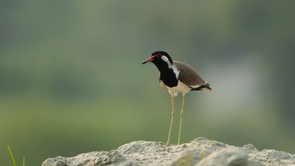 The Red-wattled Lapwing is a ground-nesting bird with red facial wattles, loud calls, and bold black-white plumage, often seen near water and fields across South Asia.
