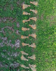 Top-down shot of contrasting textures—fresh sesame plants and dry paddy remnants—woven into...