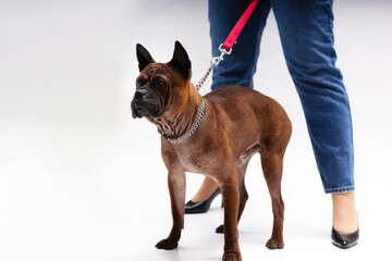 Adult American bully dog posing on white, wearing a dog collar, female owner holding the leash in...