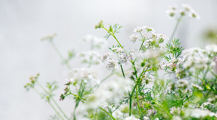 Coriander flowers, blooming coriandrum, growing cilantro, flowers and seeds close up. Condiments, seasonings, healthy vegan food 