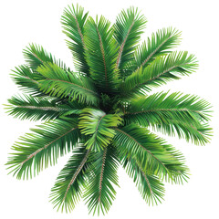 Realistic palm tree frond segment with wide-spread leaves, Isolated Transparent Background