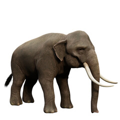 Obraz premium 3D rendered Indian elephant isolated on transparent background