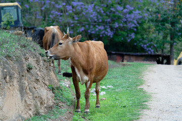 cows in a farm (Jacaranda Background)