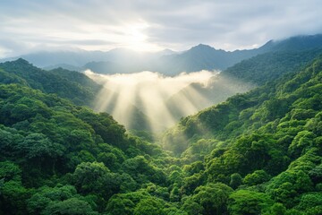 A green forest under sunlight, highlighting the role of photosynthesis in maintaining life on Earth